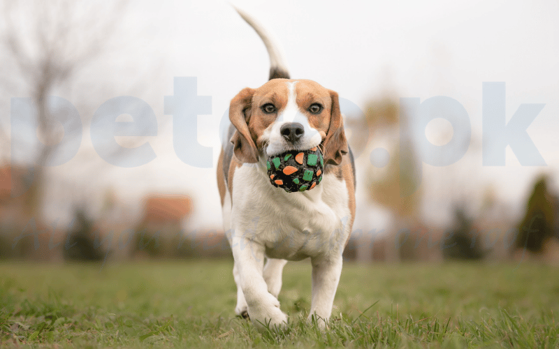 consider your dogs activity level