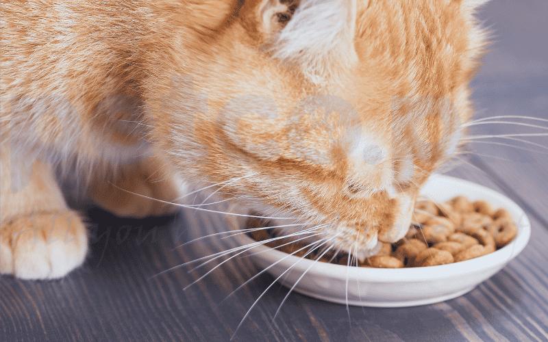 dry cat food