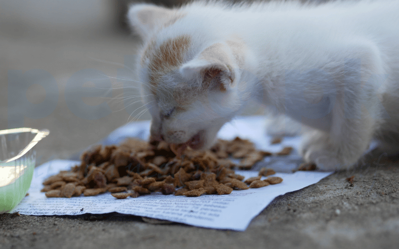 smart tips to choose best cat litter 2