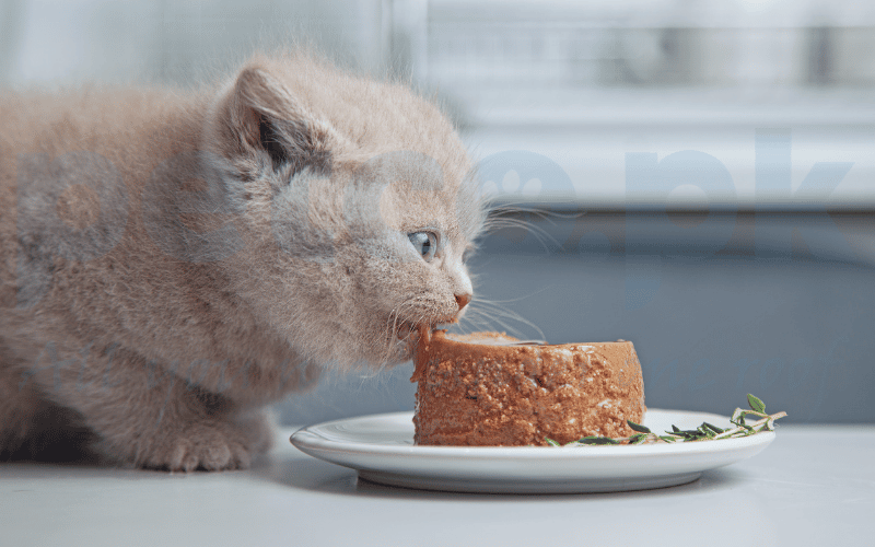 smart tips to choose best cat litter 3