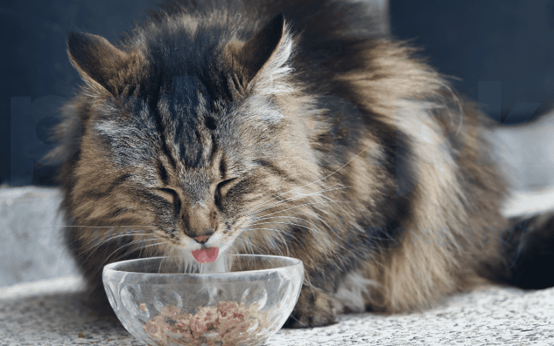 wet cat food