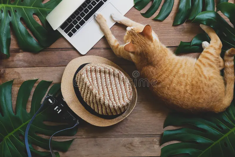 domestic ginger cat acts as human working laptop computer rustic wood grunge background tropical leaves monstera hat 118178252